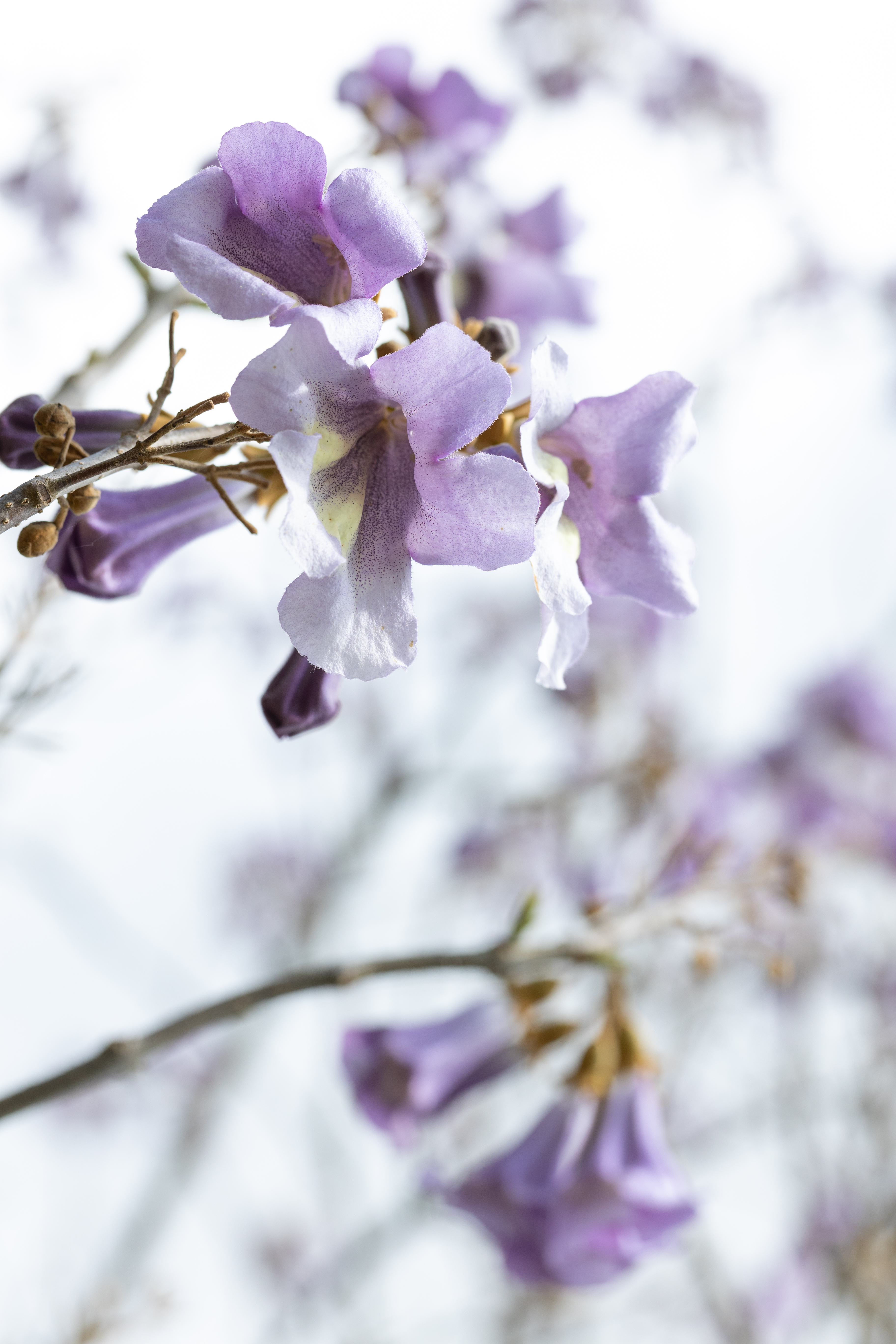 Paulownia tomentosa Unikat
